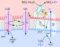 Vignette pour Nitrospira