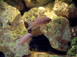 Pulcher Neolamprologus (Zoo di Breslavia).JPG