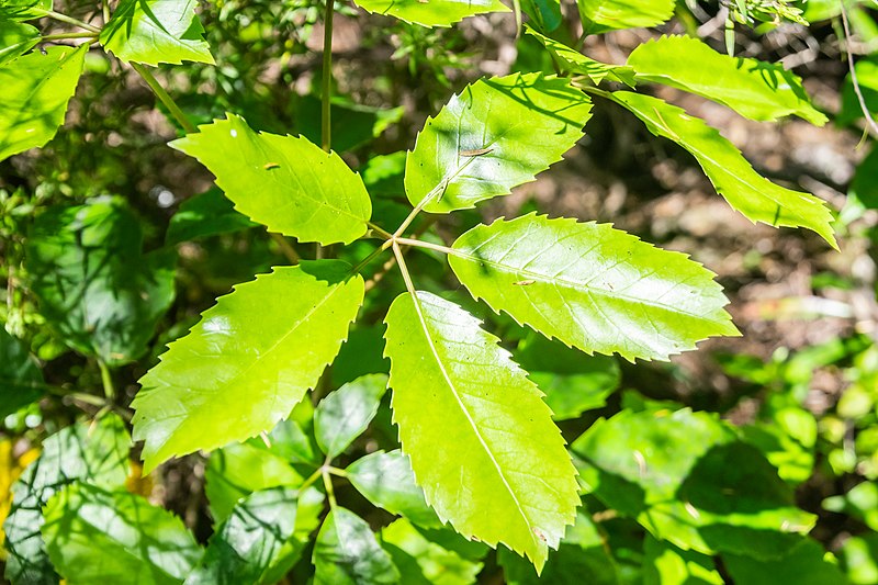 File:Neopanax arboreus in Abel Tasman NP (2).jpg