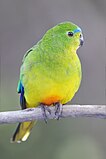 Orange-bellied Parrot (Neophema chrysogaster) female, Melaleuca, Southwest Conservation Area, Tasmania, Australia