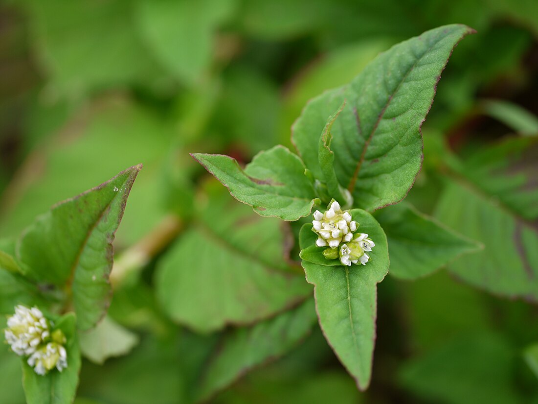 野荞麦