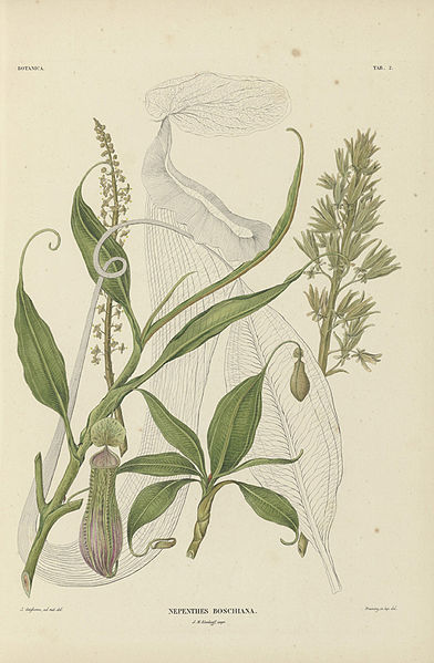 File:Nepenthes boschiana Korthals 1839.JPG