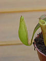 Nepenthes gracilis7.jpg