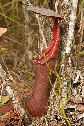 <i>Nepenthes pulchra</i> Species of pitcher plant from the Philippines