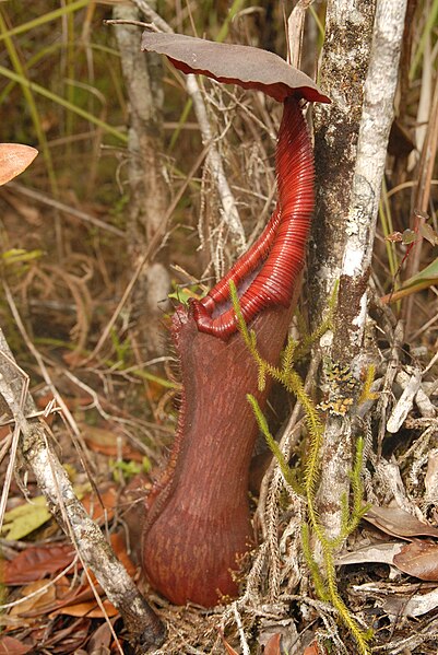 File:Nepenthes pulchra lower pitcher.jpg