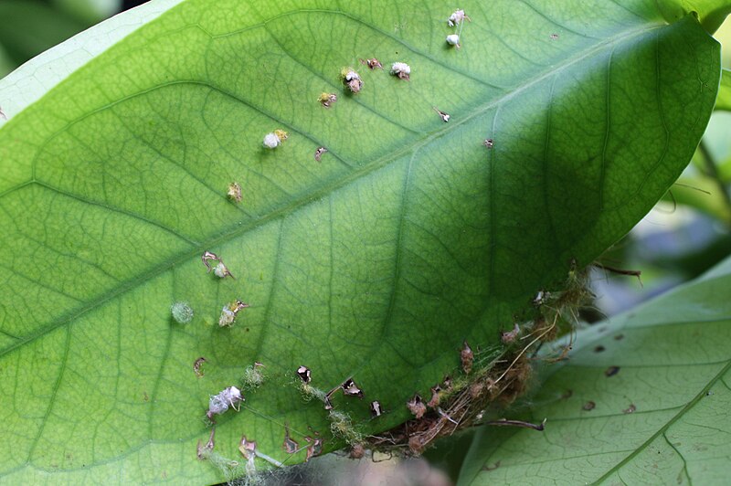 File:Nest of tailorbird.jpg