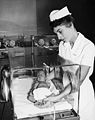 Nurse cares for a premature baby in Toronto, Ontario (1955).