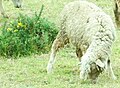 Nilgiri Sheep.jpg