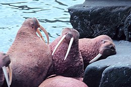 Walrus: Naam, Kenmerken, Leefgebied