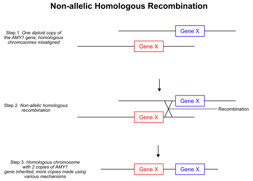 File:Non-allelic Homologous Recombination.svg