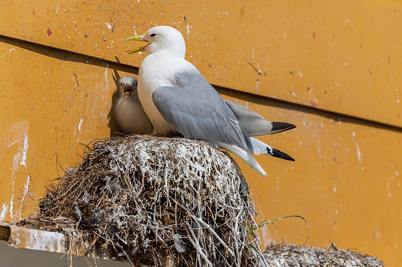 File:Nordnorwegen 2019 0153 (48651941037).jpg