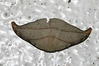Drepanoidea Superfamily of moths