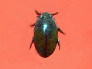 <i>Noterus clavicornis</i> Species of beetle
