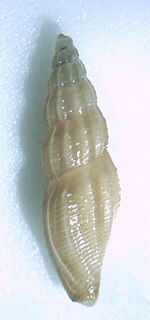 <i>Notocytharella striosa</i> species of mollusc