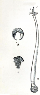 Anatomy of a de-shelled Nototeredo shipworm Nototeredo norvagica 001.png