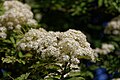 Flower of a rowan tree