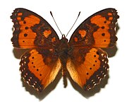 Nymphalidae - Precis pelarga