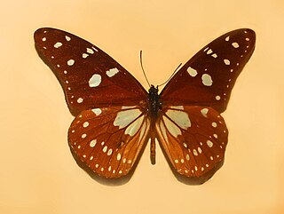 <i>Tirumala formosa</i> Species of butterfly