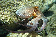 [1] Ein Gewöhnlicher Krake (Octopus vulgaris)