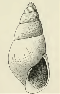 <i>Odostomia thea</i> species of mollusc