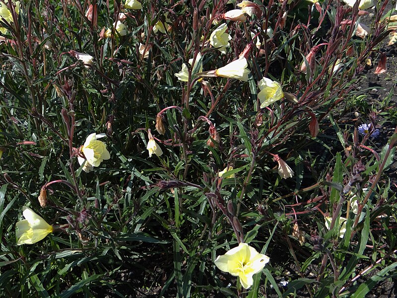 File:Oenothera odorata 2OB10.jpg