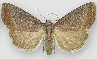 <i>Ogdoconta rufipenna</i> Species of moth