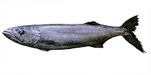 Oilfish.jpg 