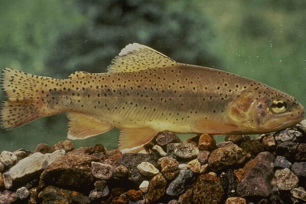 Image: Oncorhynchus gilae