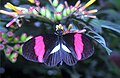 Kleiner Kurier (Heliconius erato)