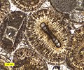 Fossils ooimmured in ooids from the Carmel Formation (Middle Jurassic of Utah).