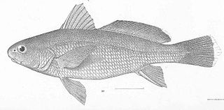 <i>Ophioscion</i> Genus of fishes