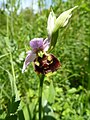 Ophrys holoserica Germany - Michaelsberg (Untergrombach)