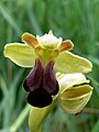 Ophrys sulcata France - Causses