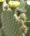 Opuntia leucotricha, Blüte und Knospen