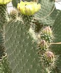 Thumbnail for Opuntia leucotricha