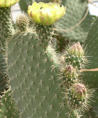 <i>Opuntia leucotricha</i> Species of cactus