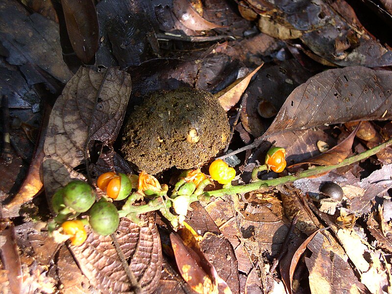 File:Orangutan poop.jpg