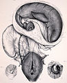 Orcaella foetus.jpg