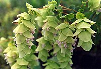 Origanum acutidens