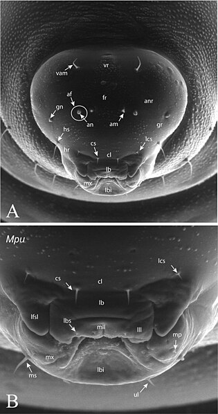 File:Ormyridae (10.3897-zookeys.644.10035) Figure 2.jpg