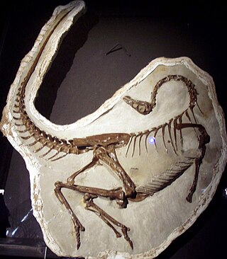 <span class="mw-page-title-main">Death pose</span> Characteristic posture of dinosaur and bird fossils
