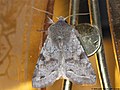 Orthosia incerta (Hufnagel, 1766)