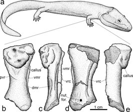 Ossinodus