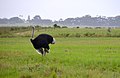 Deutsch: Strauße English: Ostriches