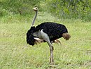 Struts (Struthio camelus) hane (13994461256) .jpg