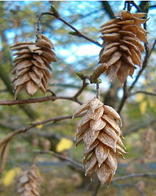 Hopfenbuche (Ostrya carpinifolia), Fruchtstände