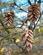 Europese hopbeuk (Ostrya carpinifolia)