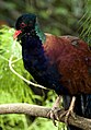 Green-naped Pheasant Pigeon