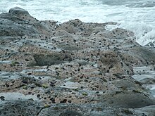 Schildpadden van zee-egels op de rotsen van het eiland Réunion