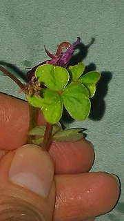 <i>Oxalis brasiliensis</i> Species of flowering plant